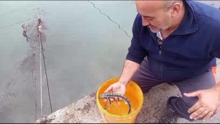 Balıkçı ağlarına takılan mersin balıkları denize salındı
