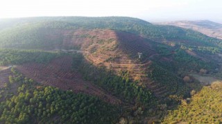 Balıkesire 261 dekarlık yeni bal ormanı