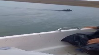 Barajda yüzen ayı balıkçılar tarafından görüntülendi