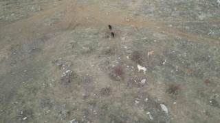 Başkentte başıboş köpek sürüleri havadan görüntülendi