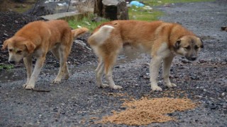 Beytüşşebaptaki sokak köpekleri yalnız bırakılmadı