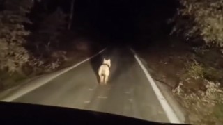 Bingölde kurtlar ilçe merkezinde görüntülendi