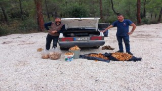 Bir günde 100 kilogram mantar topladılar