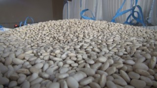 Bitlis, tohumluk kuru fasulye üretiminde Türkiye birincisi oldu