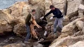 Bodrum'da Denize Düşen Köpek Kurtarıldı