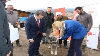 Bu hastalık köpeklerden insanlara bulaşıyor