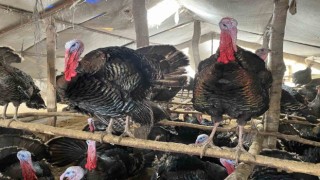 Bu hindiler çok meşhur