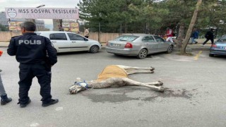 Bursada başıboş at sokak ortasında yere yığıldı