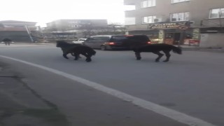 Bursada başıboş atlar trafiğe çıktı