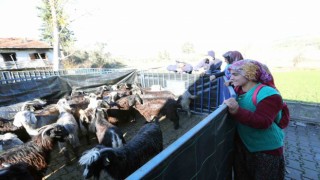 Büyükşehirden Seydikemerli kadın üreticilere kıl keçesi desteği