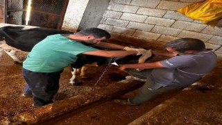 Çermik'te buzağı desteği müracaattı başlandı