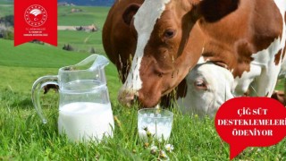 Çiğ süt destek ödemeleri başladı