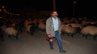 Cizrede gecenin sessizliğini kuzu ve koyunların ayak sesleri bozdu