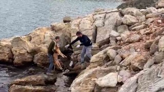 Denize düşen köpek kurtarıldı
