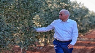 Denizlinin 11 ilçesinde bin üreticiye 80 bin zeytin fidanı dağıtılacak