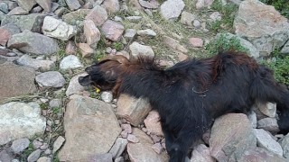 Depremde telef olan hayvanlarının yerine aldığı hayvanları kurt saldırısıyla telef oldu