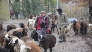 Devletten destek alan kadın çiftçi hayvan varlığını 2 katına çıkardı