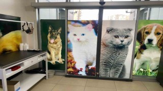 Diyarbakırda evcil hayvanlar için aşı ve çip uygulama odası açıldı
