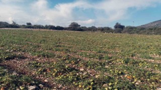 Dolu yağışı domates tarlasında zarara neden oldu