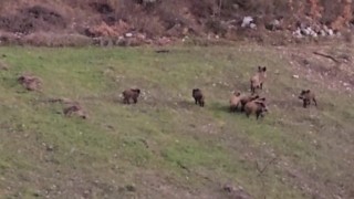 Domuz sürüsü buğday ekili tarlada görüntülendi