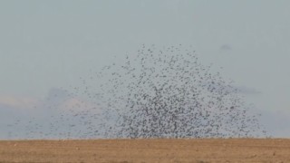 Edirnede bir köyün üzerini sığırcık kuşları kapladı