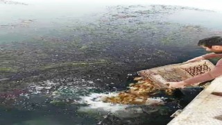 Eğirdir Gölünden kaçak yollarla avlanan 160 kilogram kerevit göle bırakıldı