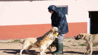 Elazığ Belediyesinin yeni hizmetiyle artık hayvan sahiplenmek daha kolay