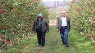 Elmanın büyükşehirlerde 4 katı fazla fiyata satılması üreticisini de rahatsız ediyor