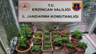 Evinde Hint keneviri yetiştiren 1 kişi gözaltına alındı