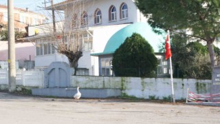 Ezan okununca bu kaz camiye gidiyor