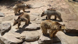 Hayvanat bahçesindeki hayvanlar kış uykusunu unuttu