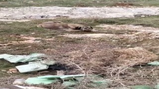 Gaziantepte molozların altında sıkışan yavru köpekler kurtarıldı