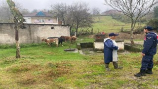 Gökçebeyde kayıp büyükbaş hayvanlar sahibine teslim edildi