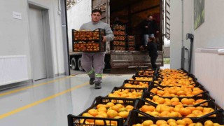 Hatayın mandalinasına Nilüfer desteği