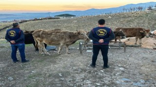 Iğdırda çalınan hayvanlar bulunarak sahibine teslim edildi