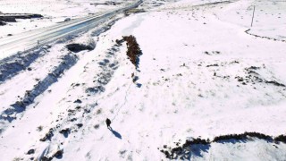 Iğdırda kar yağışı sonrası hayvan sürülerinin zorlu kış dönüşü başladı