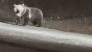 İlçe merkezine inen ayıya köpekler saldırmaya çalıştı: O anlar kamerada