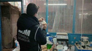 İstanbulda kaçakçılık operasyonu: Fildişi, antilop, mamut ve geyik boynuzları ele geçirildi