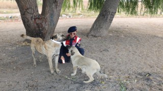 Jandarma ekipleri sahipsiz köpeklere reflektörlü tasma takıyor