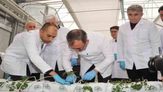 Jeotermal Kaynaklı Teknolojik Serada ilk fideler dikildi