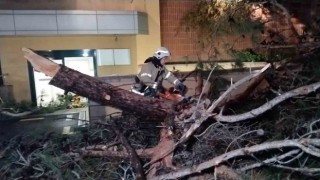 Kadıköyde hastane bahçesine ağaç devrildi