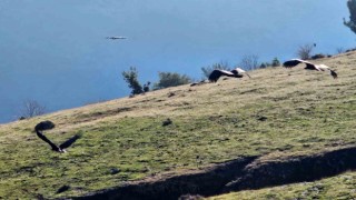 Kahramanmaraşta nesli tükenmekte olan akbabalar görüntülendi