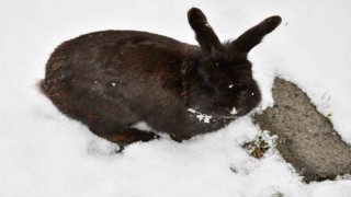 Kar altında beslenen 2 tavşan böyle görüntülendi