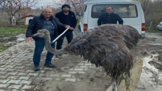 Kara yolunda deve kuşu paniği