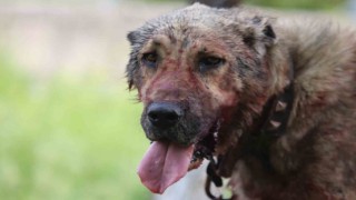 Kasıtlı tahrik edilen köpek ‘silahla tehdit suçu oluşturuyor