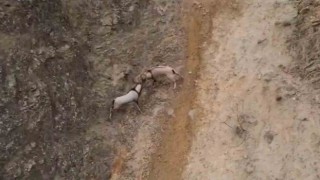 Kayaların usta tırmanıcıları dövüştü, o anlar kameraya yansıdı