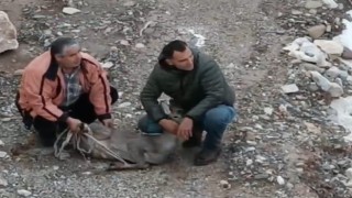 Kayalık alanda sıkışan karaca için ekipler seferber oldu