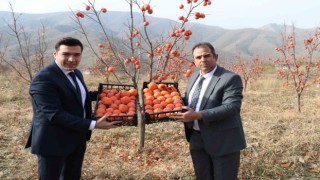 Kebanda Trabzon Hurması hasadı yapıldı