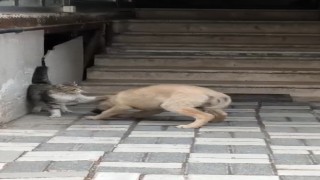 Kedi ile köpek patileriyle birbirini sevdi