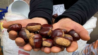 Kestanede rekolte düşük fiyatlar uygun